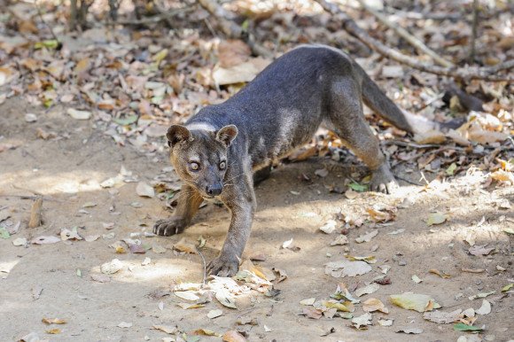 Fosa