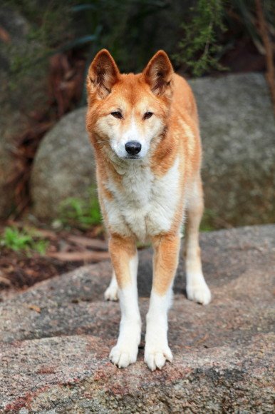 Pes_dingo